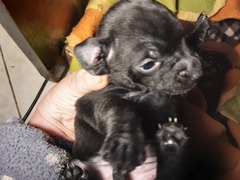 Cuccioli pinscher nano