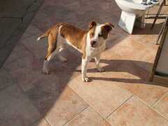 Cucciolona di Amstaff 7 mesi