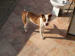 Cucciolona di Amstaff 7 mesi
