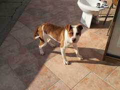 Cucciolona di Amstaff 7 mesi