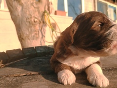 ULTIMI 2 CUCCIOLI DI LAGOTTO
