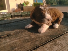 ULTIMI 2 CUCCIOLI DI LAGOTTO