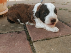 ULTIMI 2 CUCCIOLI DI LAGOTTO