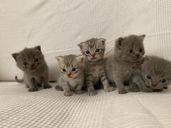 Cuccioli gattini Scottish Fold e Stright