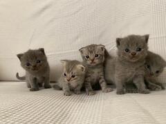 Cuccioli gattini Scottish Fold e Stright