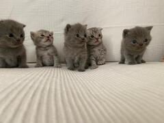 Cuccioli gattini Scottish Fold e Stright