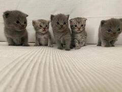 Cuccioli gattini Scottish Fold e Stright