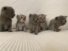 Cuccioli gattini Scottish Fold e Stright