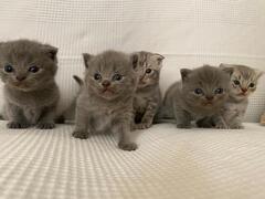 Cuccioli gattini Scottish Fold e Stright