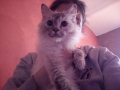 Ragdoll femmine