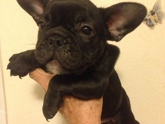 Cuccioli Bouledogue francese