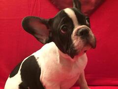 Cuccioli Bouledogue francese