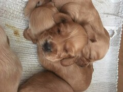 Cocker Spaniel cuccioli