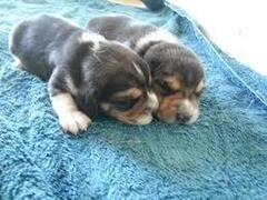 Beagle tricolore cuccioli
