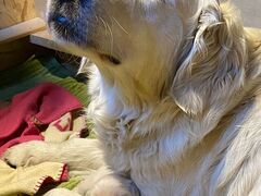Golden retriever cuccioli
