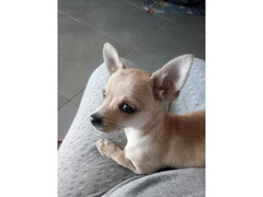 Cucciolo Chihuahua pelo corto