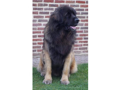 Leonberger puppies with pedigree