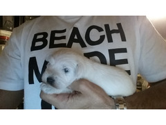 cuccioli schnauzer nano bianco