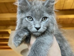 Disponibili dolcissimi cuccioli di maine coon