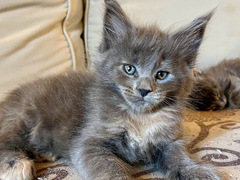 Disponibili dolcissimi cuccioli di maine coon