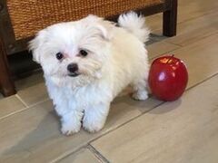 DISPONIBILI CUCCIOLI DI MALTESE TOY