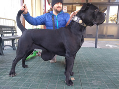 Cuccioli di cane corso con pedigree