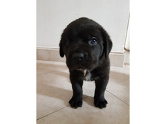 Cuccioli di cane corso con pedigree