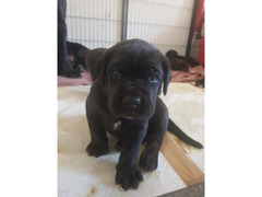 Cuccioli di cane corso con pedigree