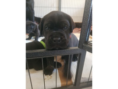 Cuccioli di cane corso con pedigree