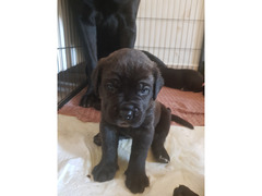 Cuccioli di cane corso con pedigree