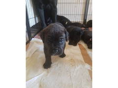 Cuccioli di cane corso con pedigree