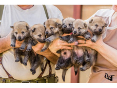 Czechoslovakian wolfdog reservation for puppies