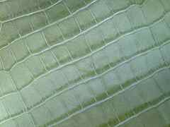 Scampoli pelle stampata Cocco Verde – CB3