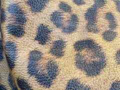 Pelle di vitello effetto leopardo – AT6