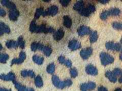 Pelle di vitello effetto leopardo – LV4