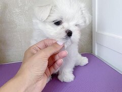 ADORABILI CUCCIOLI MASCHIO E FEMMINA MALTESE