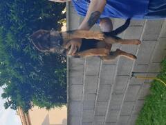 Cuccioli di pastore tedesco