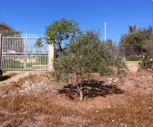 COD 0243 Terreno recintato Misilmeri