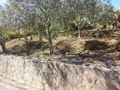 COD 0244 Terreno con alberi di olive