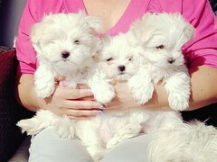 Cuccioli Maltesi Bianco Ghiaccio
