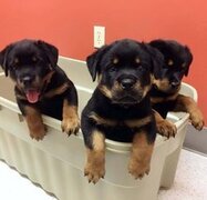 CUCCIOLI Rotweiller