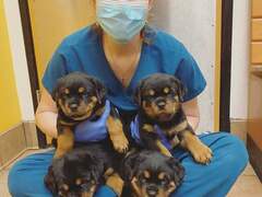 CUCCIOLI Rotweiller