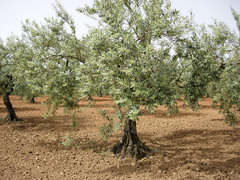 OLIO EVO