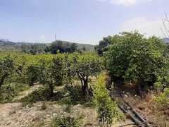 COD 019 Terreno con alberi di mandarini