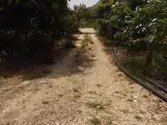 COD 019 Terreno con alberi di mandarini