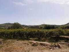 COD 019 Terreno con alberi di mandarini
