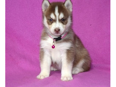 Cuccioli di siberian husky, maschi e femmine