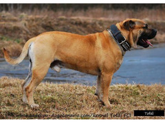Ca de Bou, Perro de Presa Mallorquin, Mallorquin Mastiff
