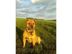 Ca de Bou, Perro de Presa Mallorquin, Mallorquin Mastiff