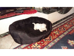 cuccioli schnauzer nano bianco